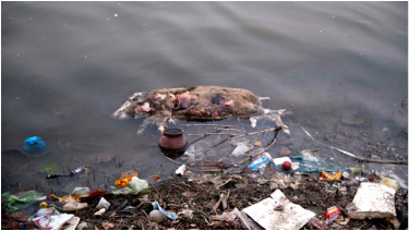 Flora and Fauna - water pollution in south asia